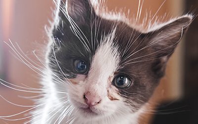 Necesidades comportamentales del gatito