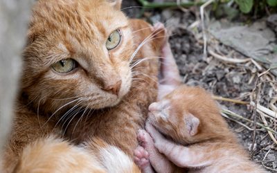 Neurobiología del vínculo materno-filial felinos